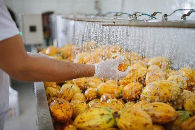 Uma das etapas da producao de chocolate da fazenda Riachuelo onde fica a fabrica da Mendoa Ana Lee divulgacao